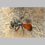 Sphecodes ephippius - Blutbiene w01c 8mm - Sandgrube Niedringhaussee det.jpg